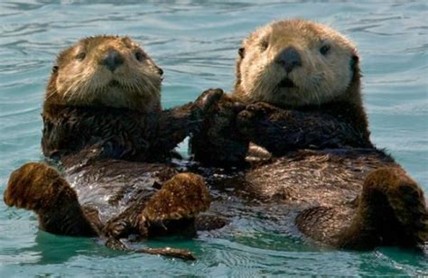 Baby Otters Holding Hands - wallpaper. | Otters holding hands, Baby ...