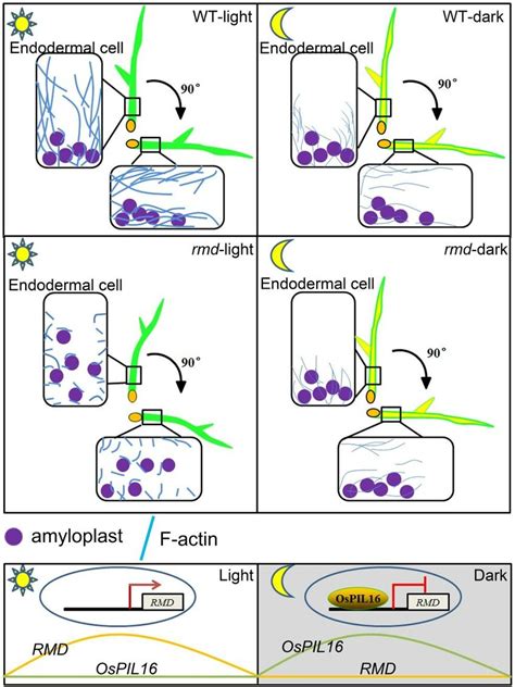 Schematic model for RMD function in light-mediated shoot negative... | Download Scientific Diagram