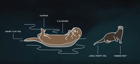 Hinterland Who's Who - Sea Otter