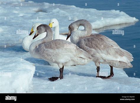 Whooper swans Cygnus cygnus adults with full grown cygnets standing on ice Hokkaido Japan Stock ...