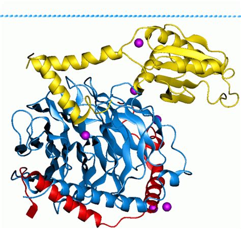 G protein - wikidoc