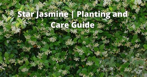 Star Jasmine in Pots | Planting and Care Guide – Garden Doctor