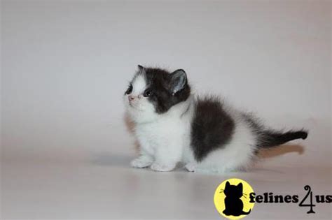 Munchkin Kitten for Sale: OPEN FOR Adoption Munchkin Male Kitten 5 Yrs ...