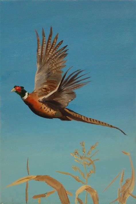 Wildlife and Sporting Art: Pheasant Study