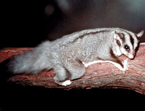 Glider | Tree-dwelling, Nocturnal, Nocturnal Mammal | Britannica