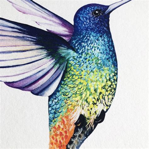 Golden Tailed Sapphire Hummingbird Print By Charlotte Jones Design