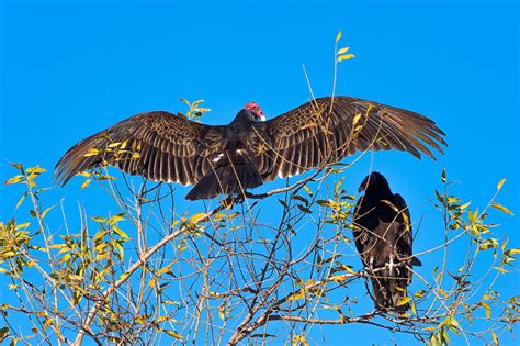 Turkey Vulture (buzzard) Wingspan by JoeyD / 500px