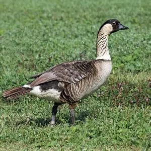 Hawaiian Goose - Facts, Diet, Habitat & Pictures on Animalia.bio