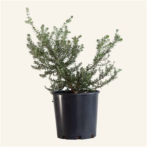 Our Plants. Westringia Zena | Instant Green Nursery | Wholesale Plant Supply