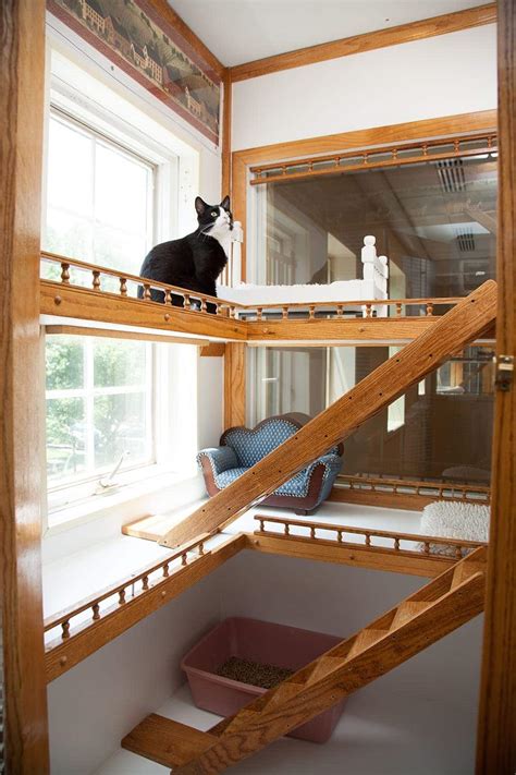 Luxury Cat Boarding In Morristown NJ | Morris Animal Inn