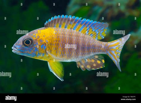 Grant's Malawi-Cichlid (Aulonocara stuartgranti Ngara), breeding form Ngara Stock Photo - Alamy