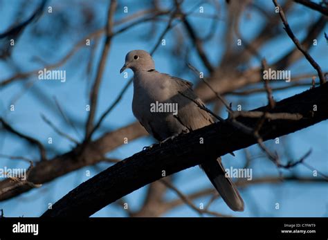 Eurasian Collared-Dove / Collared Dove (Streptopelia decaocto), an ...