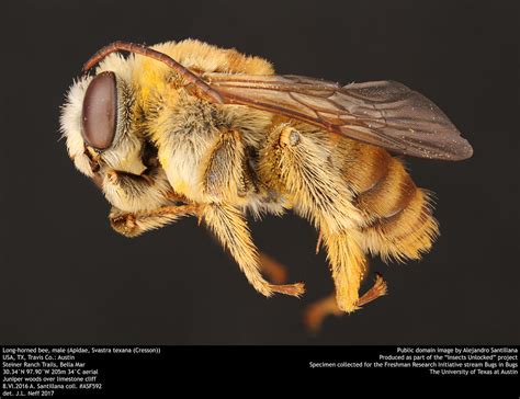 Long-horned bee, male (Apidae, Svastra texana (Cresson)) | Flickr