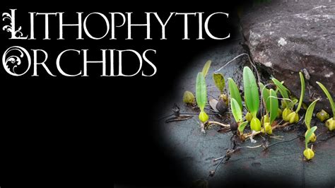 Lithophytic Bulbophyllum Orchids - YouTube