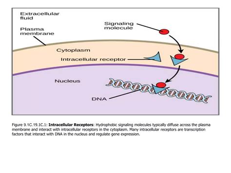 Types of receptors | PPT