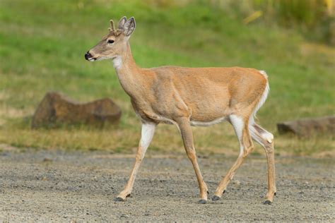 Female White Tailed Deer With Antlers