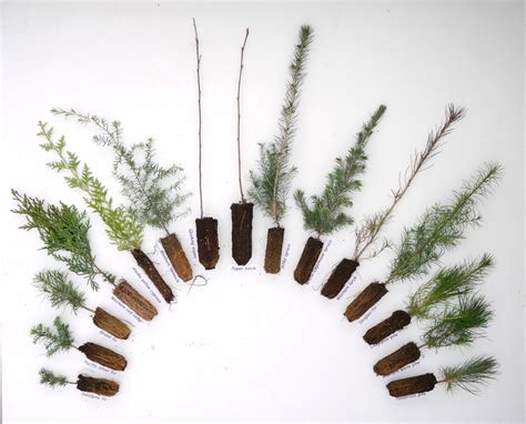 TREE SEEDLINGS. L-->R : Subalpine Fir, Pacific Silver Fir, Grand Fir ...