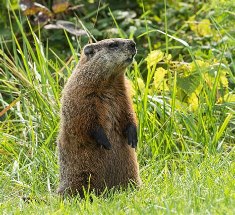 Royalty Free Gopher Vs Groundhog Pictures, Images and Stock Photos - iStock