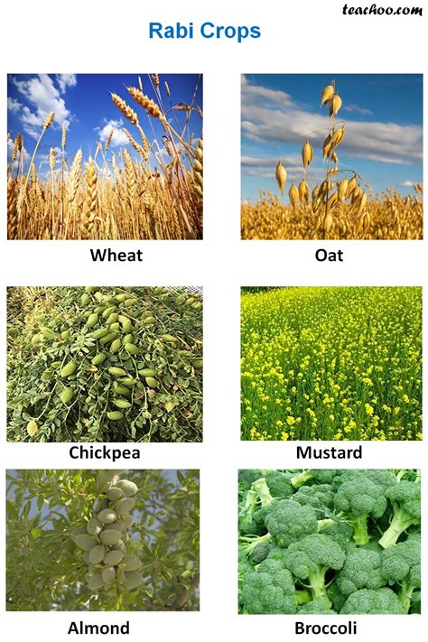 Classification Of Crops Based On Season Kharif Rabi And Zaid Crops | Hot Sex Picture