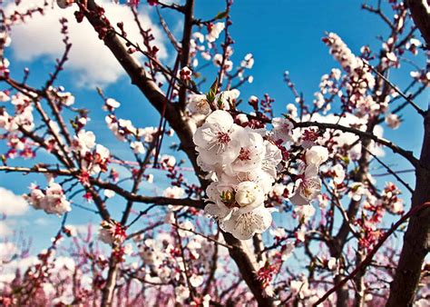 Apricot tree diseases 🍑 🦠 Recognizing signs and finding remedies