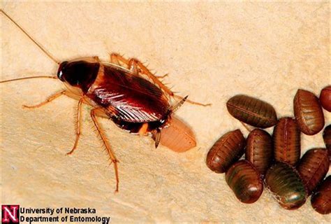 Where Do Cockroaches Lay Their Eggs? - All About Roaches