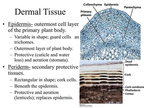 PPT - Cells and Tissues of the Plant Body PowerPoint Presentation, free download - ID:1369758