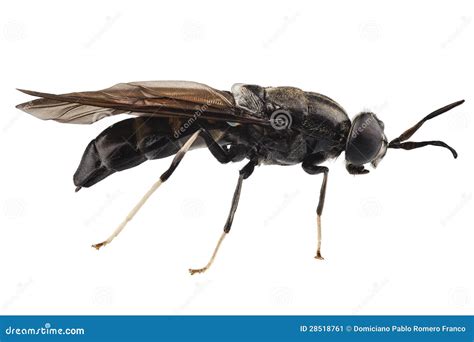 Black Soldier Fly Species Hermetia Illucens Stock Image - Image: 28518761