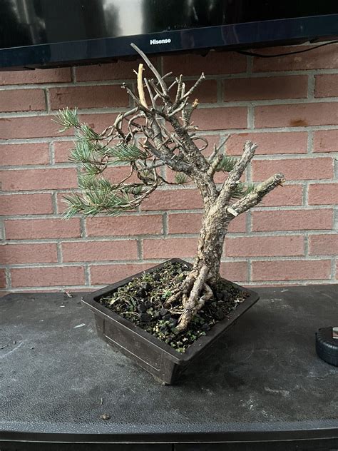 Bonsai Tree yamadori pinyon pine | eBay