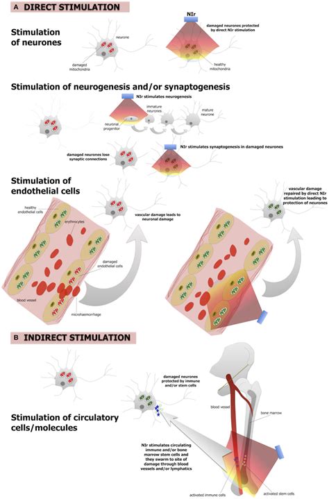 Frontiers | Turning On Lights to Stop Neurodegeneration: The Potential of Near Infrared Light ...