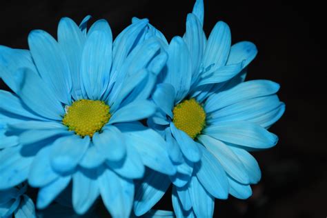 Two Blue Daisy Flowers Macro Free Stock Photo - Public Domain Pictures