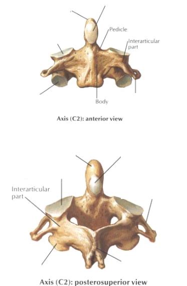 Axis Anatomy Diagram | Quizlet