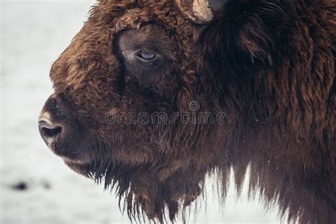 Wisent in Poland stock photo. Image of wintry, polish - 161864538