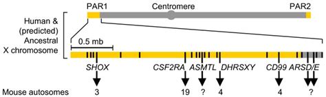 The SWI/SNF protein ATRX co-regulates pseudoautosomal genes that have ...