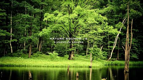 Nature Sound 16 - THE MOST RELAXING SOUNDS - - YouTube