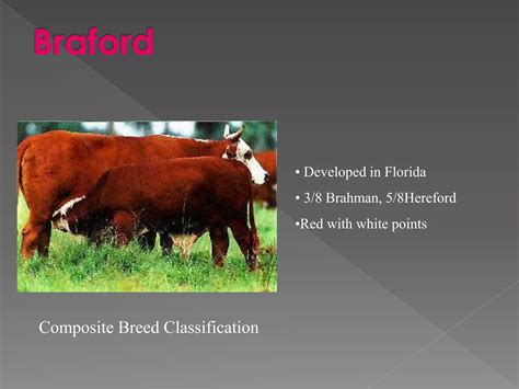 Cattle farming | PPT