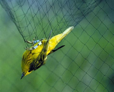 Free picture: small yellow warbler, animal, bird, net