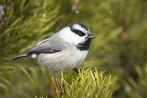 Mountain Chickadee Images - canvas-domain