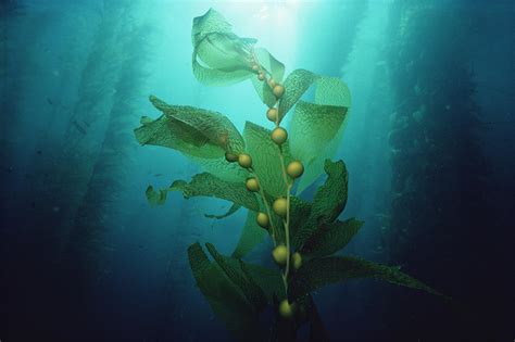 Giant Kelp Macrocystis Pyrifera Forest Photograph by Flip Nicklin