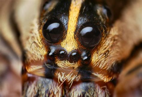 Eyes of a Female Rabid Wolf Spider (Rabidosa rabida) | Flickr