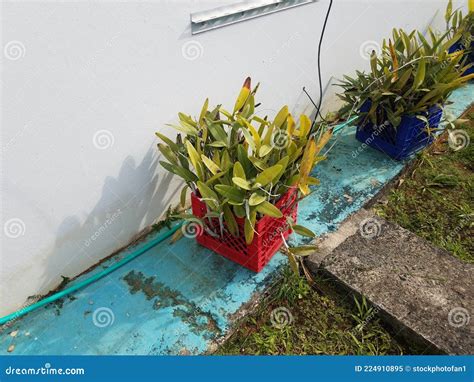 Green Cow Tongue Plant in Puerto Rico and Container Stock Image - Image ...