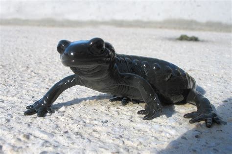 Black Salamander Free Photo Download | FreeImages