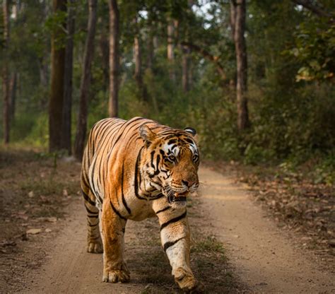 Bengal Tiger vs Other Tiger Subspecies - 9 Subspecies of Tiger