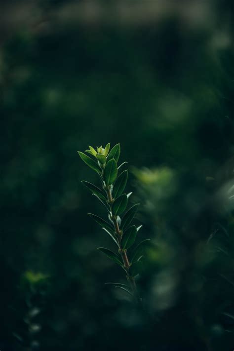 Close Photo of a Stem with Green Leaves · Free Stock Photo