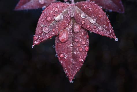 MACRO FROST on Behance