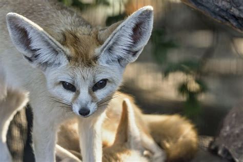 Can You Legally Own a Fennec Fox? | Cuteness