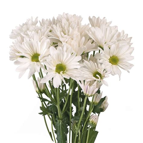 Daisies - 60 Stems of White Fresh Cut Flowers by Bloomingmore - Walmart.com