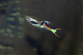 Poecilia wingei – Endler’s Livebearer — Seriously Fish