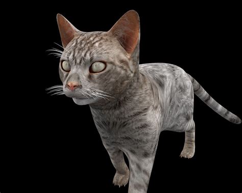 Tabby Cat Rigged 3D asset | CGTrader