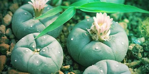 Mescaline Cactus | Buy Mescaline Cacti Online - Zamnesia