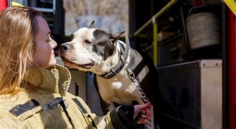 Badass Dogs: Firefighter Dogs - Prudent Pet Insurance